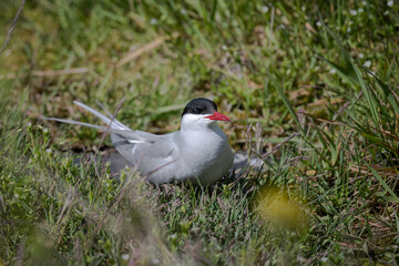 Arctic Tern