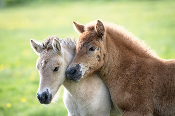 Two Icelandic foals nuzzling each other