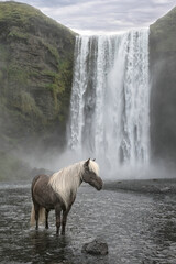 Beautiful gray Icelandic horse with white mane standing in front of Skógafoss waterfall, a famous waterfall in Iceland