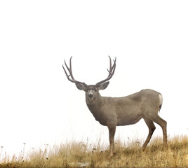 Mule Deer buck stands on a ridge top isolated against a plain white sky
