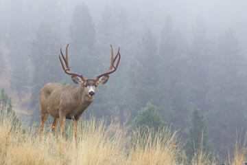 Naklejka na ściany i meble Mule Deer buck in meadow with evergreen forest habitat behind him, shrouded in mist and fog