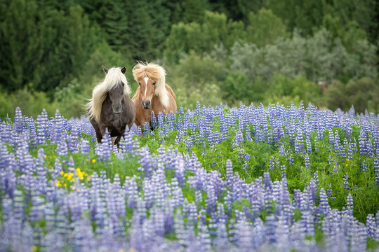 Two Icelandic horses running in a field of purple lupine with manes flying