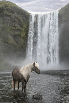 Beautiful gray Icelandic horse with white mane standing in front of Sk&oacute;gafoss waterfall, a famous waterfall in Iceland