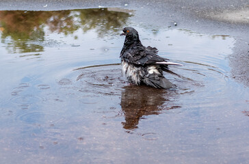 Tousled gray dove in a puddle of water on the pavement