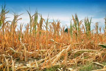 Fotobehang Dry corn fields due to drought © Luigi Bertello Photo