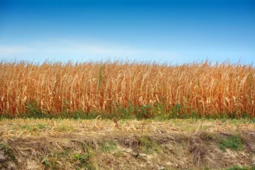 Tuinposter Dry corn fields due to drought © Luigi Bertello Photo