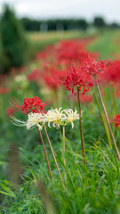 紅白の彼岸花、秋の早朝の土手は賑やかさを増す