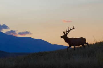 Rocky Mountain Elk walking on a ridge - silhouette at sunrise with mountains in the background, not...