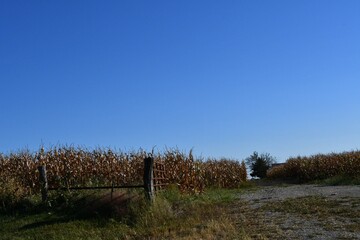 Corn Field