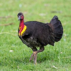 Australian Brushturkey on the grass