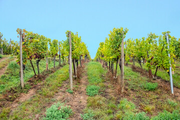 Fototapeta na wymiar vineyard with ripe grapes in the Alsace region