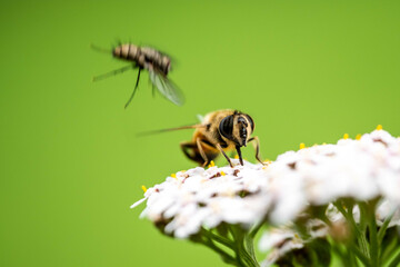 Nahaufnahme Biene