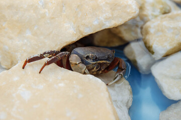 Crab close-up in the water and on yellow rocks on the beach, nature conservation concept, environment