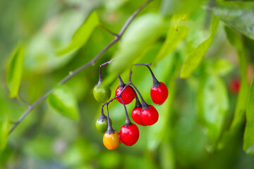 Bittersweet nightshade or Solanum dulcamara in the process of maturation with green yellow and red berries - obrazy, fototapety, plakaty