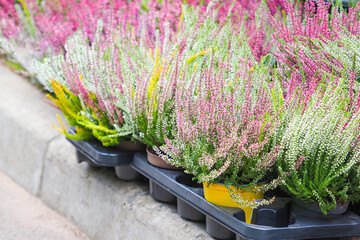 Calluna vulgaris growing outdoors in flowerpots. Fresh pink, purple and white heather
