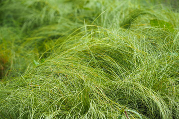 Carex praegracilis, North American sedge, field sedge, field sedge, or expressway sedge. Carex praegracilis green lawn, meadow-like plantings - 533051631