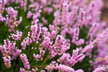 Flowering Erica gracilis. Pink heather or Calluna vulgaris blossoming outdoors.