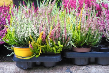 Fresh pink, purple and white heather or Calluna vulgaris growing outdoors in flowerpots
