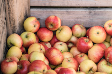 Freshly picked red apples in a wooden crate. Selective focus.