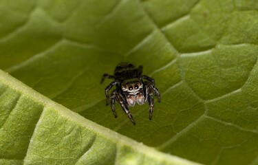 Close up of a jumping spider posing on a leaf.