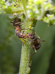 Two ants that exchange hormones and look after the aphid farm. Kissing ants.