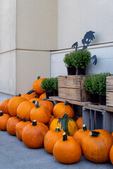 Row of ripe pumpkins with black zombie figure outdoors. Fall and Harvest festival. Halloween concept
