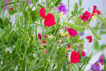 Mix color flowers of sweet pea plants. Sweet pea or Lathyrus odoratus