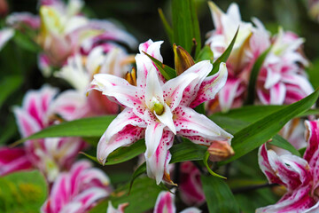 Oriental Hybrid Lili close up background. Scented double lilies Magic Star in garden - obrazy, fototapety, plakaty