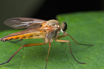 close-up in profile of a downlooker fly