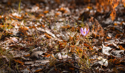 Autumn crocus on a autumn leaves background