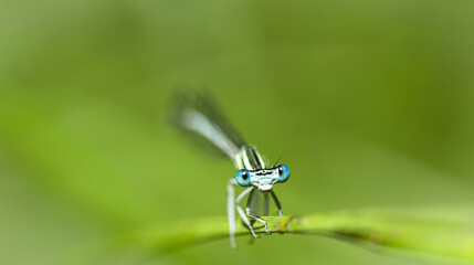 A beautiful dragonfly sits on the grass in a riverbed