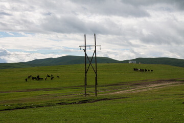 Fototapeta na wymiar Dramatic landscape - an endless field with green grass and an electric pole against a cloudy stormy sky on a summer day in Karachay-Cherkessia Russia and copy space
