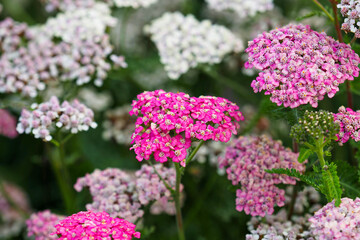 White and pink yarrows, Achillea millefolium, a showy perennial plant, growing in a garden