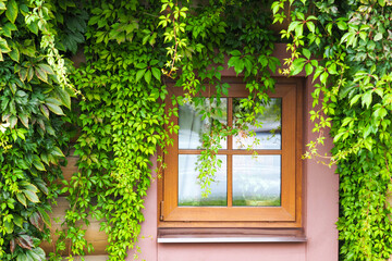 Fototapeta na wymiar Window in the green creepers. Old wooden building facade with window overgrown with vine