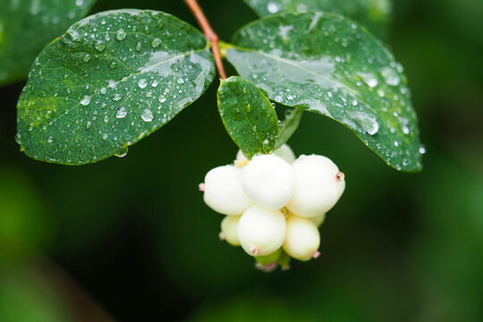 Twig with white fruits. Rain drops on leaves and fruits of symphoricarpos albus, common snowberry