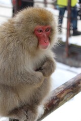 Jigokudani Monkey Park, Nagano, Japan 2014