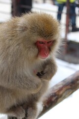Jigokudani Monkey Park, Nagano, Japan 2014
