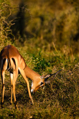 impala antelope in the wild