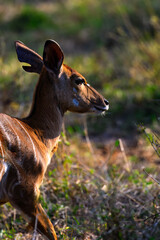 A kudo doe in the bush 