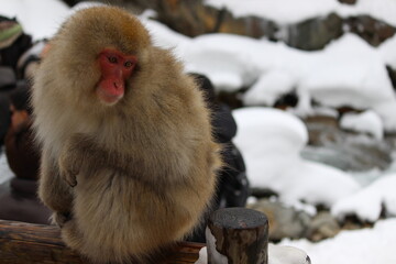 Jigokudani Monkey Park, Nagano, Japan 2014