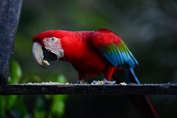 A red-and-green macaw (Ara chloropterus) on the outskirts of Guayaramerín, Beni Department, Bolivia