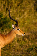impala antelope in a national park