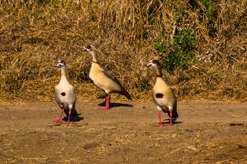 Three egytian geese on the road 