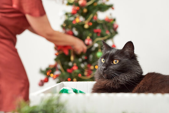 Elegant black cat resting in a box at home while an unrecognizable woman decorates a Christmas tree in the background. Bright seasonal image with copy space.