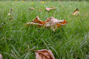 autumn leaves on the grass