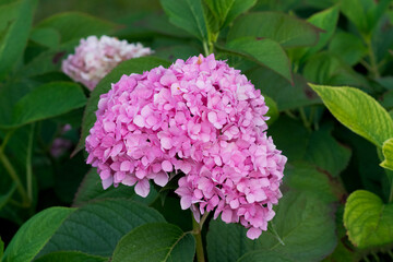 Fototapeta premium Hydrangea large—leaved, or Hydrangea large-leaved (Latin Hydrangea macrophylla) is a plant species of the genus Hydrangea (Hydrangea), family Hydrangeaceae