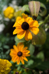 close up of yellow flowers with brown center