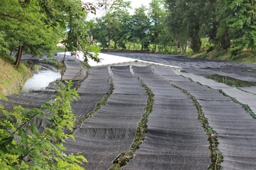 Wasabi fields in Azumino, Japan