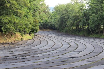 Fototapeta na wymiar Wasabi fields in Azumino, Japan