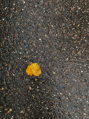 Wet yellow fallen leaf lies on pavement with little stones, vertical photo. Autumn leaf, rainy weather, season. Nature shot, single object, decorative design element